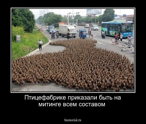 Птицефабрике приказали быть на митинге всем составом