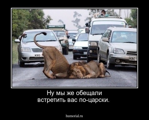 Ну мы же обещали встретить вас по-царски.