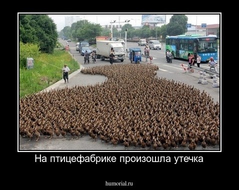 На птицефабрике произошла утечка