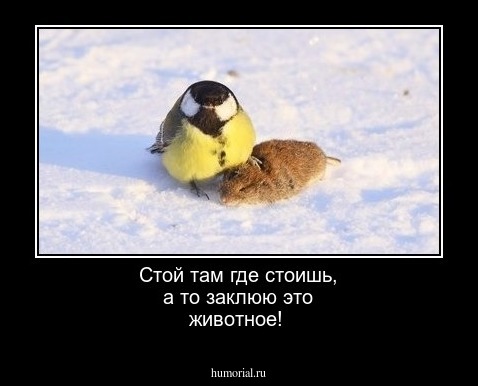 Стой там где стоишь, а то заклюю это животное!