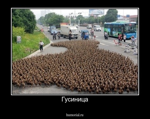 Гусиница