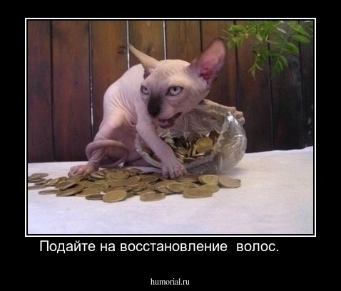 Подайте на восстановление  волос.     