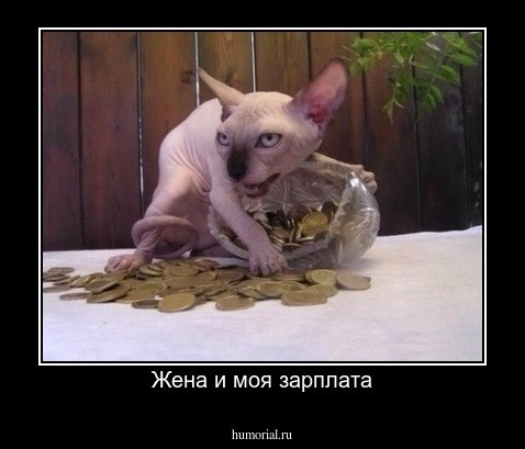 Жена и моя зарплата