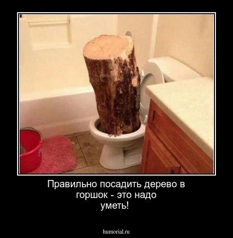 Правильно посадить дерево в горшок - это надо уметь!