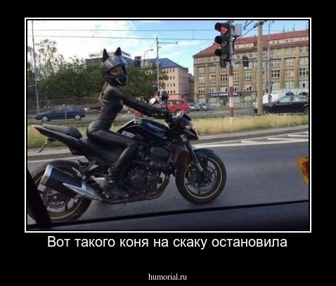 Вот такого коня на скаку остановила