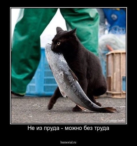 Не из пруда - можно без труда