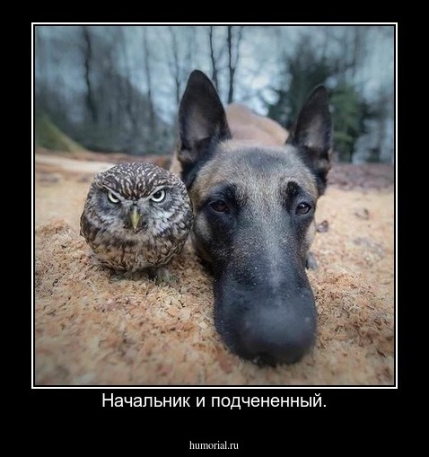 Начальник и подчененный.