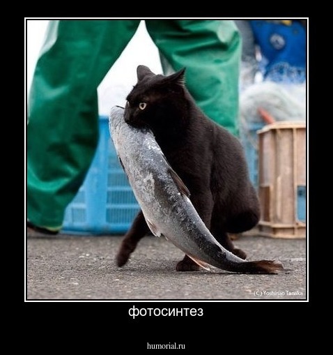 фотосинтез
