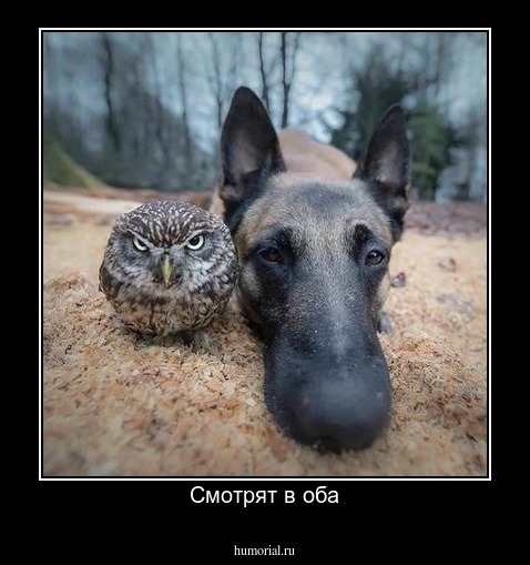 Смотрят в оба