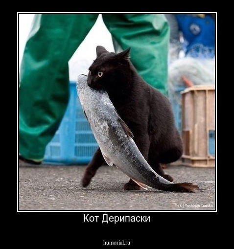 Кот Дерипаски