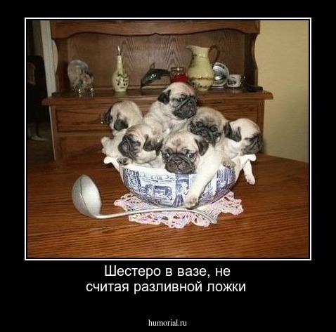 Шестеро в вазе, не считая разливной ложки




