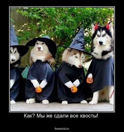 Как? Мы же сдали все хвосты! 