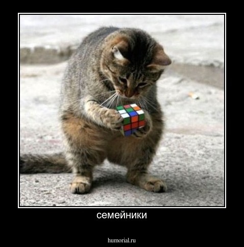 семейники