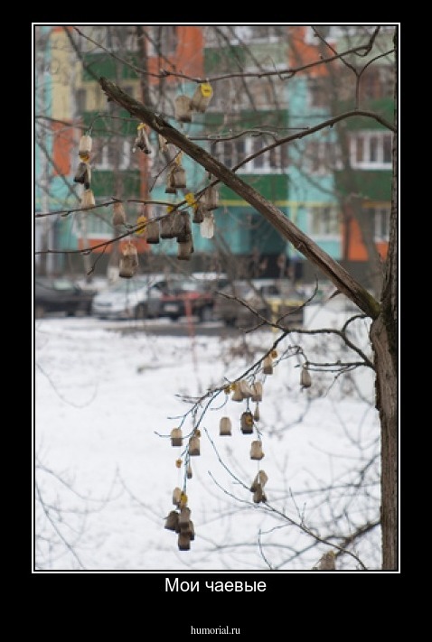 Мои чаевые