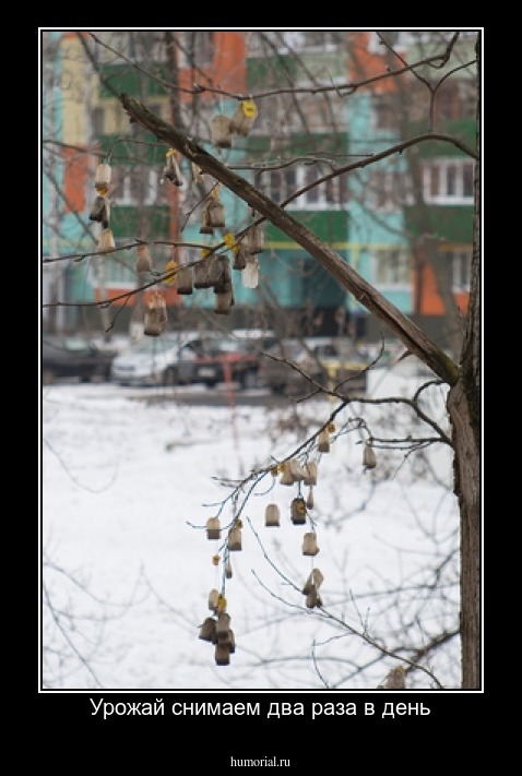 Урожай снимаем два раза в день