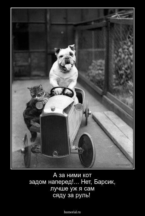 А за ними кот задом наперед!... Нет, Барсик, лучше уж я сам сяду за руль!