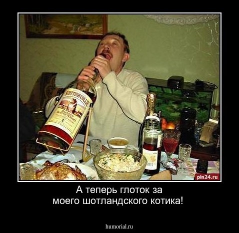 А теперь глоток за моего шотландского котика!