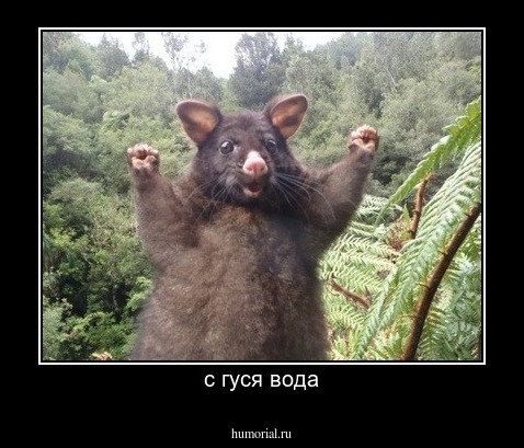 с гуся вода