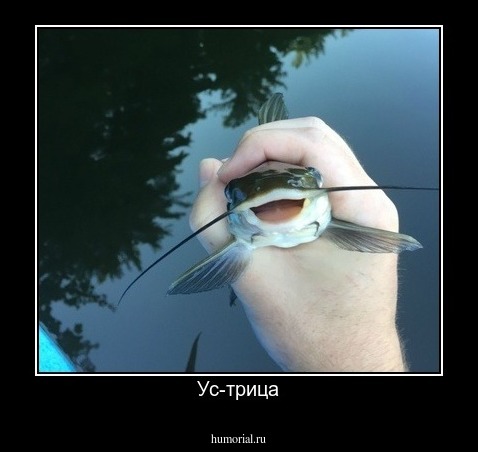 Ус-трица