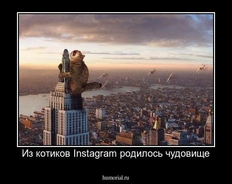 Из котиков Instagram родилось чудовище