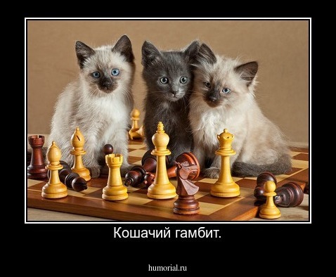 Кошачий гамбит.