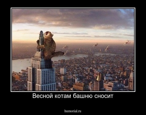 Весной котам башню сносит