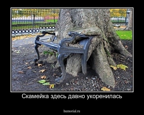 Скамейка здесь давно укоренилась