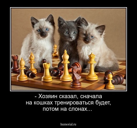 - Хозяин сказал, сначала на кошках тренироваться будет, потом на слонах...