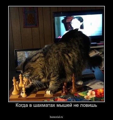 Когда в шахматах мышей не ловишь