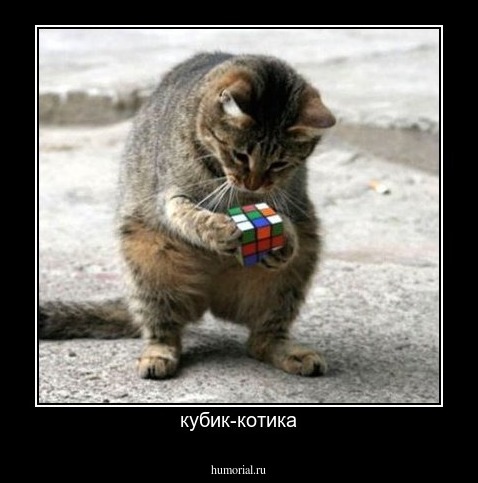 кубик-котика