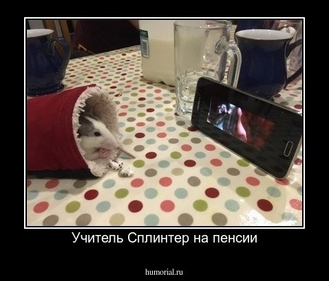 Учитель Сплинтер на пенсии