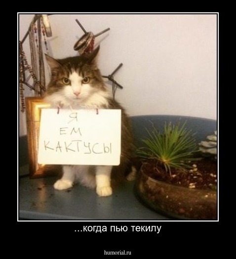 ...когда пью текилу