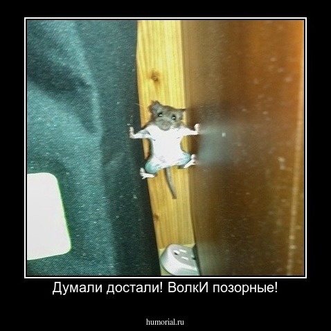 Думали достали! ВолкИ позорные!