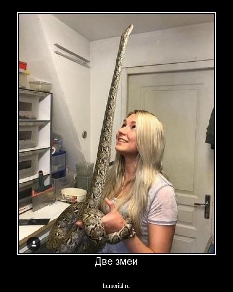 Две змеи