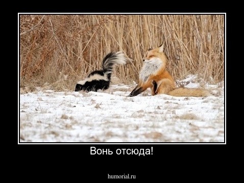 Вонь отсюда!
