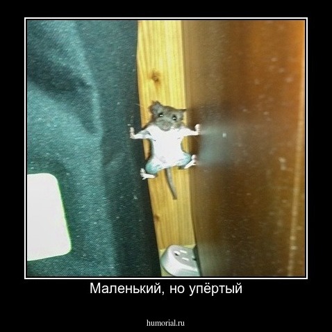 Маленький, но упёртый