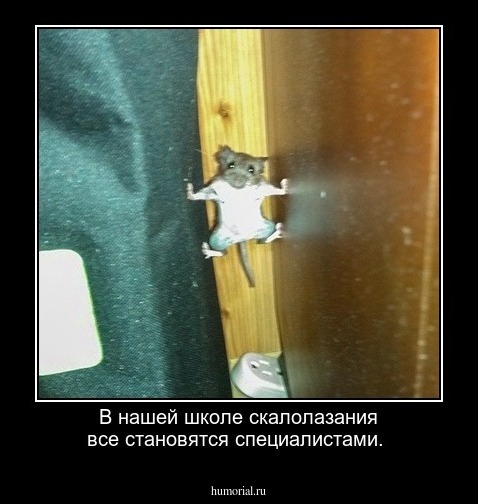 В нашей школе скалолазания все становятся специалистами.
