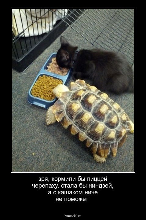 зря, кормили бы пиццей черепаху, стала бы ниндзей, а с кашаком ниче не поможет