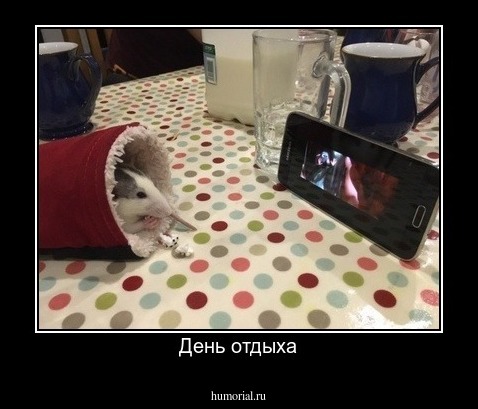 День отдыха