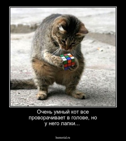 Очень умный кот все проворачивает в голове, но у него лапки...