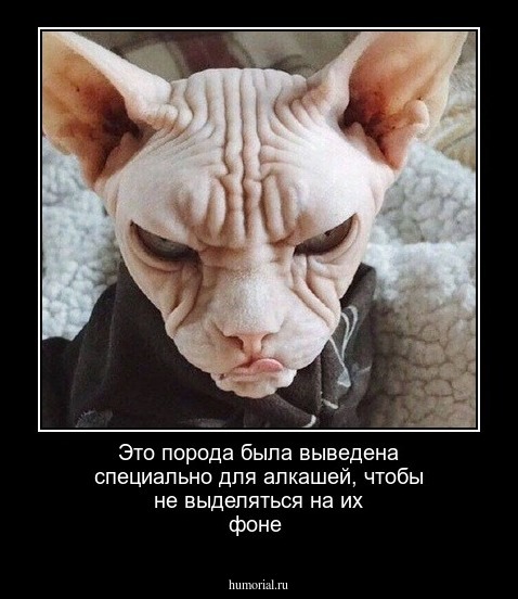 Это порода была выведена специально для алкашей, чтобы не выделяться на их фоне