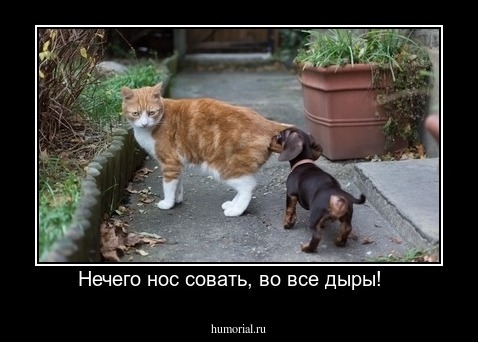 Нечего нос совать, во все дыры!   