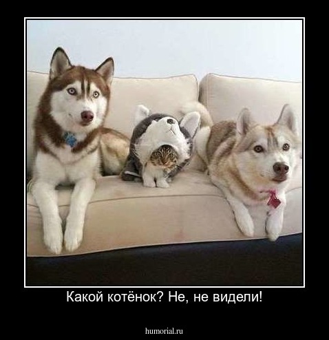 Какой котёнок? Не, не видели!