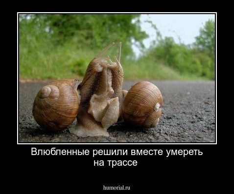 Влюбленные решили вместе умереть на трассе
