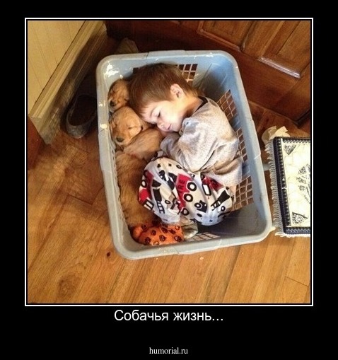 Собачья жизнь...