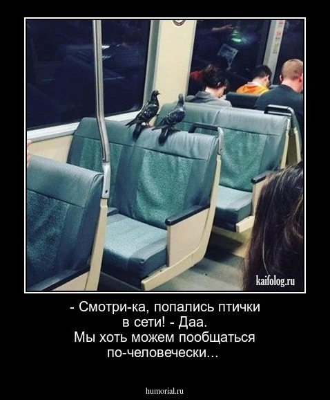 - Смотри-ка, попались птички в сети!
- Даа. Мы хоть можем пообщаться по-человечески...