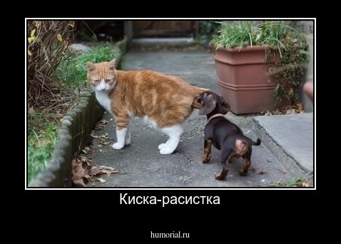Киска-расистка