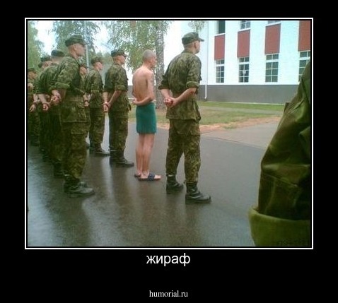 жираф