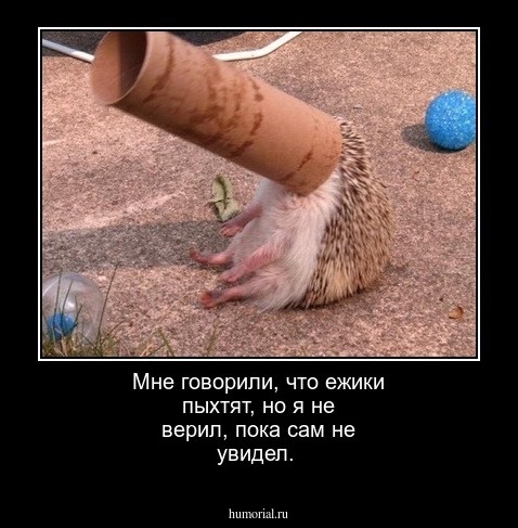 Мне говорили, что ежики пыхтят, но я не верил, пока сам не увидел.