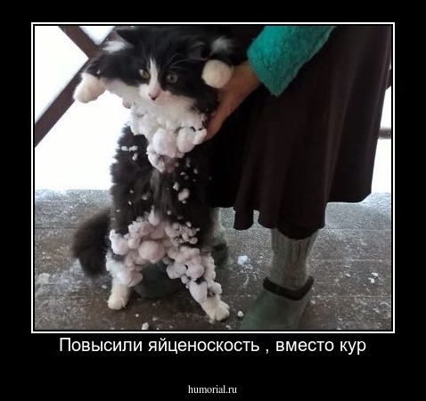 Повысили яйценоскость , вместо кур